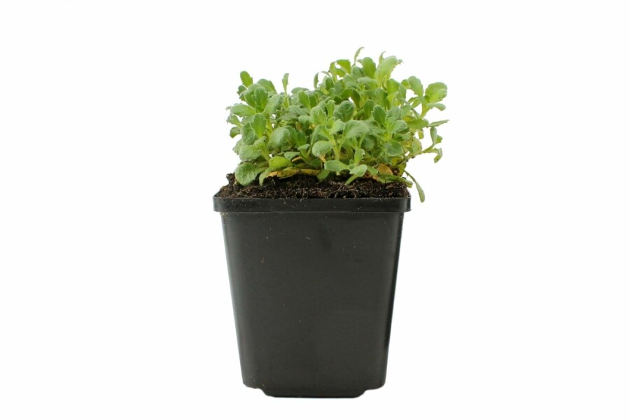 Aubriète Aubrieta 'Cascade Blue' 5-10 Pot 9x9 cm (P9) Aubrieta 'Cascade Blue'