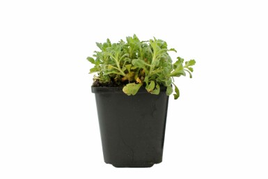 Aubriète Aubrieta 'Cascade Purple' 5-10 Pot 9x9 cm (P9) Aubrieta 'Cascade Purple'