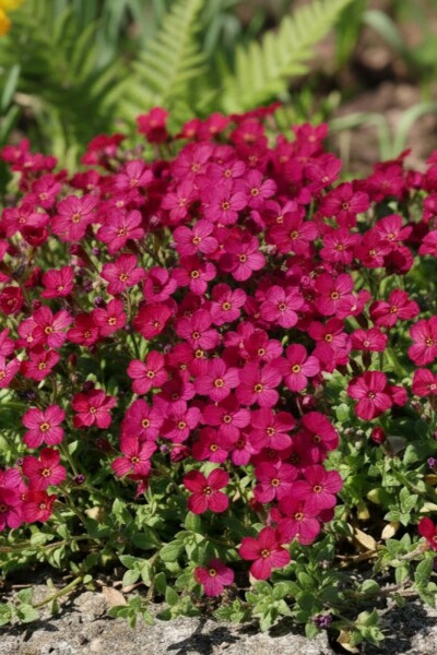 Aubriète Aubrieta 'Cascade Red' 5-10 Pot 9x9 cm (P9) Aubrieta 'Cascade Red'