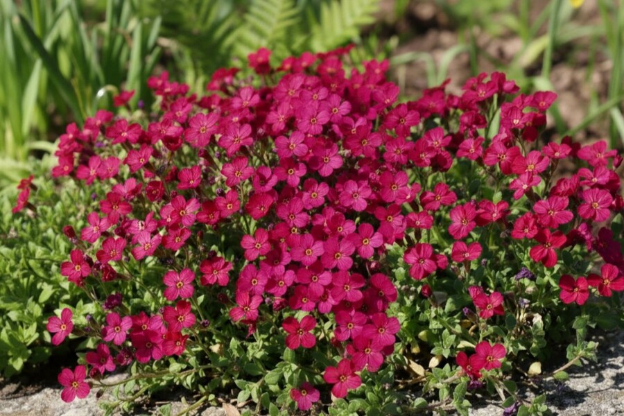 Aubriète Aubrieta 'Cascade Red' 5-10 Pot 9x9 cm (P9) Aubrieta 'Cascade Red'