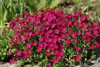 Aubriète Aubrieta 'Cascade Red' 5-10 Pot 9x9 cm (P9) Aubrieta 'Cascade Red'