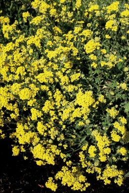 Alysse des rochers Aurinia saxatilis 5-10 Pot 9x9 cm (P9) Aurinia saxatilis