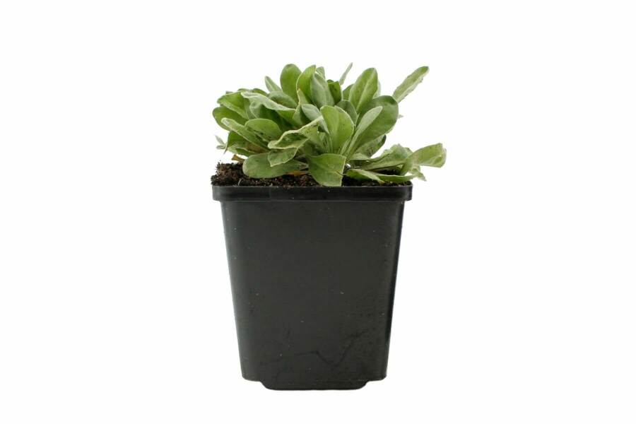 Alysse des rochers Aurinia saxatilis 5-10 Pot 9x9 cm (P9) Aurinia saxatilis