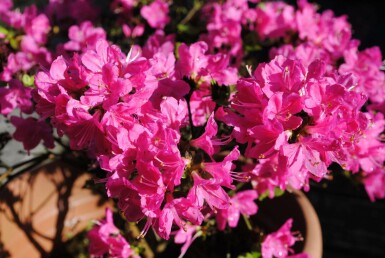 Rhododendron du Japon Azalea japonica 'Kermesina' Arbuste 20-30 Pot 2 l (C2) Azalea japonica 'Kermesina' arbuste 20-30 cm