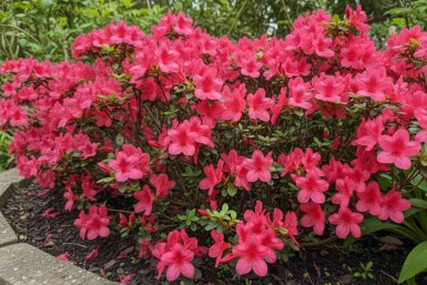 Azalea japonica 'Moederkensdag' arbuste 20-30 cm