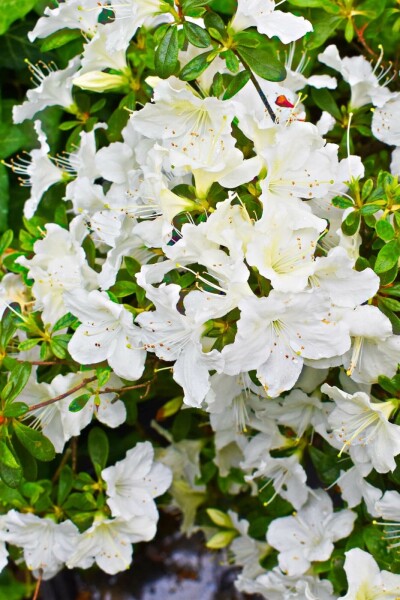 Rhododendron du Japon Azalea japonica 'Pleasant White' Arbuste 20-30 Pot 2 l (C2) Azalea japonica 'Pleasant White' arbuste 20-30 cm