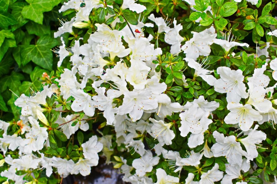 Rhododendron du Japon Azalea japonica 'Pleasant White' Arbuste 20-30 Pot 2 l (C2) Azalea japonica 'Pleasant White' arbuste 20-30 cm