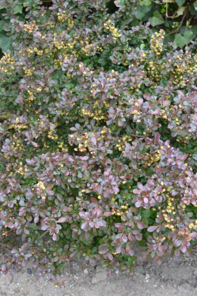 Berberis thunbergii 'Atropurpurea Nana' C2 20-30