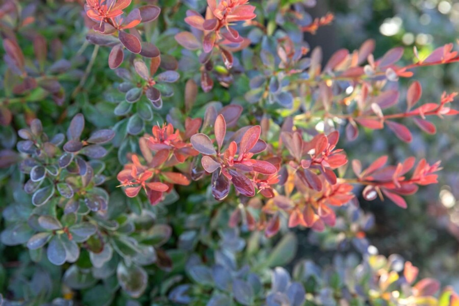 Épine-vinette de Thunberg Berberis thunbergii 'Bagatelle' Arbuste 30-40 Pot 10 l (C10) Berberis thunbergii 'Bagatelle' arbuste 30-40 cm
