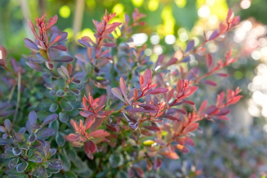 Épine-vinette de Thunberg Berberis thunbergii 'Bagatelle' Arbuste 30-40 Pot 10 l (C10) Berberis thunbergii 'Bagatelle' arbuste 30-40 cm