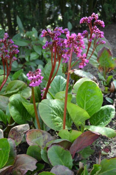 Bergénie à feuilles en coeur Bergenia cordifolia 10-15 Pot 2 l (C2) Bergenia cordifolia