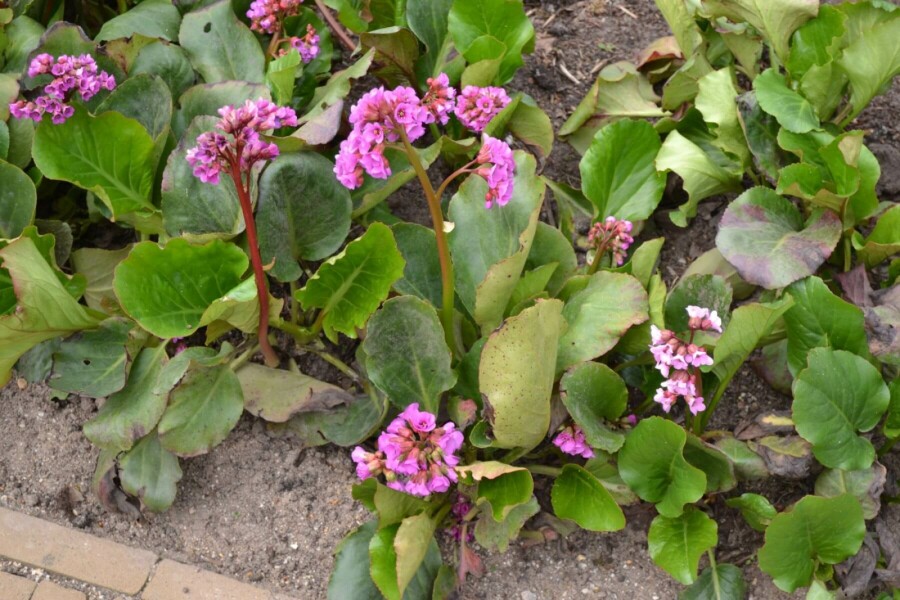 Bergénie à feuilles en coeur Bergenia cordifolia 5-10 Pot 9x9 cm (P9) Bergenia cordifolia