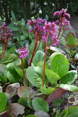 Bergénie à feuilles en coeur Bergenia cordifolia 5-10 Pot 9x9 cm (P9) Bergenia cordifolia