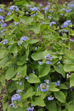 Brunnera macrophylla