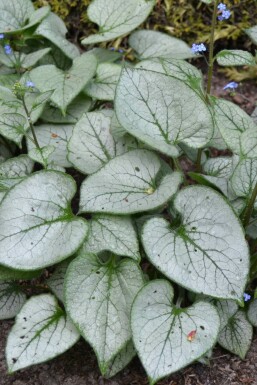 Brunnère à grosses feuilles Brunnera macrophylla 'Jack Frost' 5-10 Pot 9x9 cm (P9)