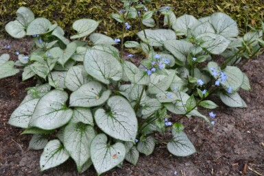 Brunnère à grosses feuilles Brunnera macrophylla 'Jack Frost' 5-10 Pot 9x9 cm (P9) Brunnera macrophylla 'Jack Frost'