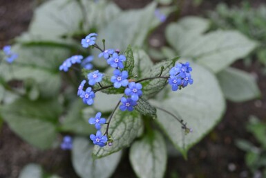 Brunnère à grosses feuilles Brunnera macrophylla 'Jack Frost' 5-10 Pot 9x9 cm (P9)