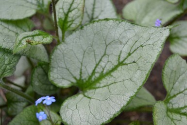 Brunnère à grosses feuilles Brunnera macrophylla 'Jack Frost' 5-10 Pot 9x9 cm (P9)