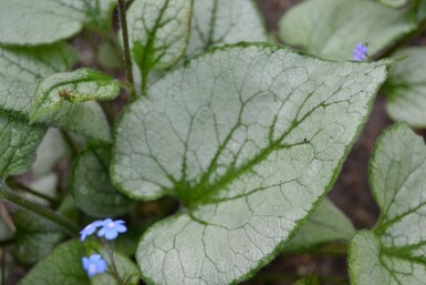 Brunnère à grosses feuilles Brunnera macrophylla 'Jack Frost' 5-10 Pot 9x9 cm (P9) Brunnera macrophylla 'Jack Frost'