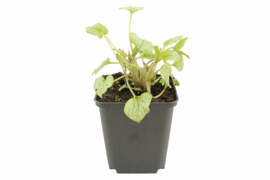 Brunnère à grosses feuilles Brunnera macrophylla 'Jack Frost' 5-10 Pot 9x9 cm (P9) Brunnera macrophylla 'Jack Frost'