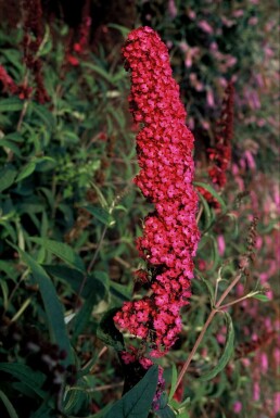 Buddleja davidii 'Royal Red' C2 30-40
