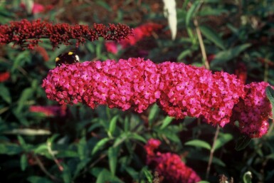 Buddleja davidii 'Royal Red' C2 30-40