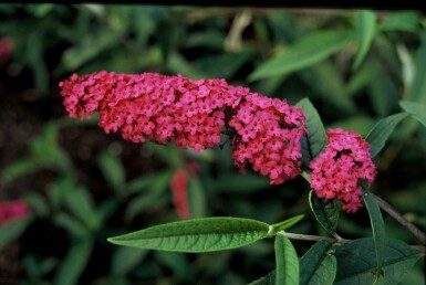 Buddleja davidii 'Royal Red' C2 30-40