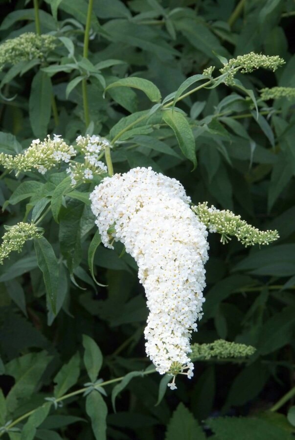 Buddleia de David Buddleja davidii 'White Profusion' Arbuste 60-80 Pot 10 l (C10) Buddleja davidii 'White Profusion' arbuste 60-80 cm
