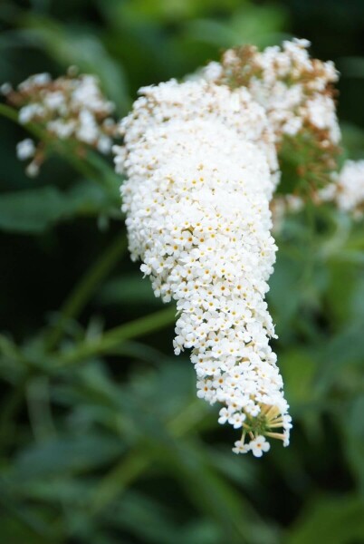 Buddleia de David Buddleja davidii 'White Profusion' Arbuste 80-100 Pot 12 l (C12) Buddleja davidii 'White Profusion' arbuste 80-100 cm