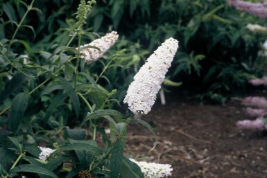 Buddleia de David Buddleja davidii 'White Profusion' Arbuste 80-100 Pot 12 l (C12) Buddleja davidii 'White Profusion' arbuste 80-100 cm