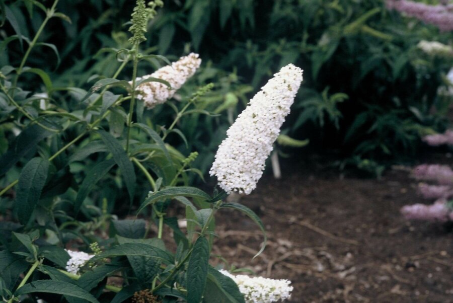 Buddleia de David Buddleja davidii 'White Profusion' Arbuste 30-40 Pot 3 l (C3) Buddleja davidii 'White Profusion' arbuste 30-40 cm