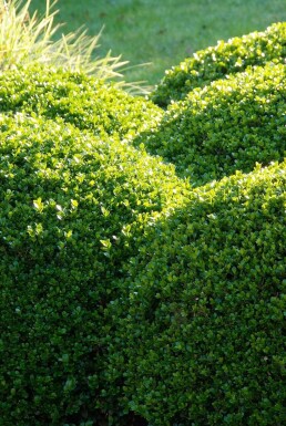 Buis toujours vert Buxus sempervirens 5-10 Pot 9x9 cm (P9)