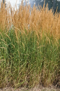 Calamagrostide à fleurs aiguës Calamagrostis × acutiflora 'Karl Foerster' 5-10 Pot 9x9 cm (P9)