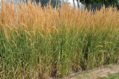 Calamagrostide à fleurs aiguës Calamagrostis × acutiflora 'Karl Foerster' 5-10 Pot 9x9 cm (P9)