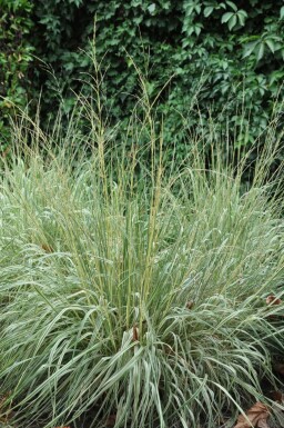 Calamagrostide à fleurs aiguës Calamagrostis × acutiflora 'Overdam' 5-10 Pot 9x9 cm (P9)