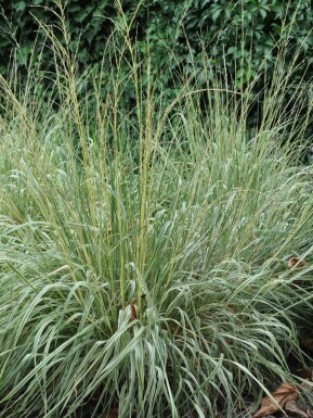 Calamagrostide à fleurs aiguës Calamagrostis × acutiflora 'Overdam' 5-10 Pot 9x9 cm (P9)