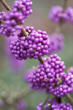 Callicarpe de Bodinier Callicarpa bodinieri 'Profusion' Arbuste 30-40 Pot 2 l (C2)