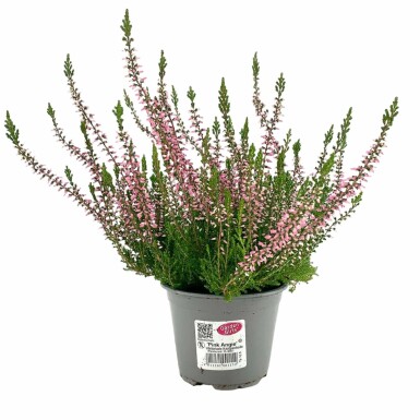 Callune commune Calluna vulgaris 'Pink Angie' 5-10 Pot â
 9,5cm (P9,5) Calluna vulgaris 'Pink Angie'