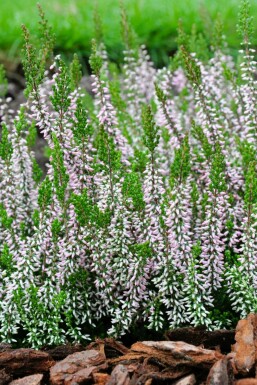Callune commune Calluna vulgaris 'Pink Angie' 5-10 Pot â
 9,5cm (P9,5) Calluna vulgaris 'Pink Angie'