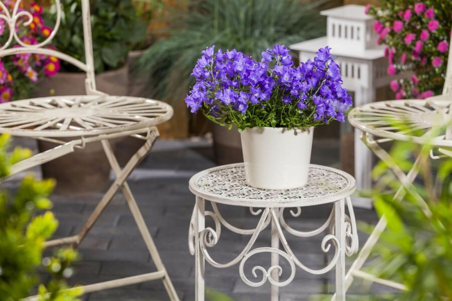 Campanule des Carpates Campanula carpatica 5-10 Pot 9x9 cm (P9) Campanula carpatica