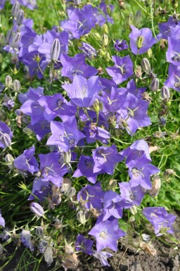 Campanule des Carpates Campanula carpatica 'Blaue Clips' 5-10 Pot 9x9 cm (P9)