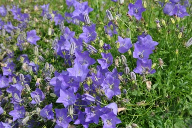 Campanule des Carpates Campanula carpatica 'Blaue Clips' 5-10 Pot 9x9 cm (P9) Campanula carpatica 'Blaue Clips'