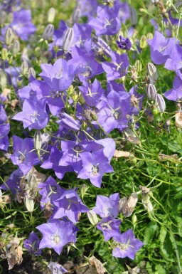 Campanula carpatica 'Blaue Clips'