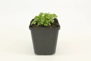 Campanule des Carpates Campanula carpatica 'Weisse Clips' 5-10 Pot 9x9 cm (P9) Campanula carpatica 'Weisse Clips'