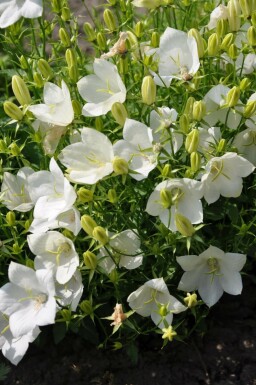Campanule des Carpates Campanula carpatica 'Weisse Clips' 5-10 Pot 9x9 cm (P9) Campanula carpatica 'Weisse Clips'