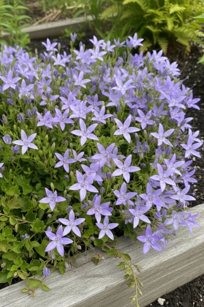 Campanule du mont Gargano Campanula garganica 'Major' 5-10 Pot 9x9 cm (P9) Campanula garganica 'Major'