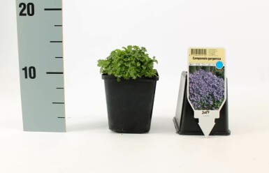 Campanule du mont Gargano Campanula garganica 'Major' 5-10 Pot 9x9 cm (P9) Campanula garganica 'Major'