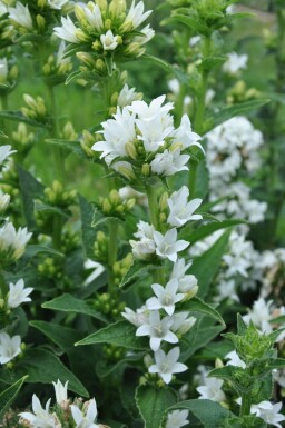 Campanule agglomérée Campanula glomerata 'Alba' 5-10 Pot 9x9 cm (P9) Campanula glomerata 'Alba'