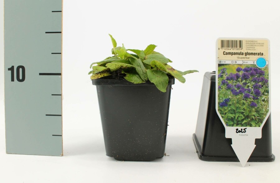 Campanule agglomérée Campanula glomerata 'Superba' 5-10 Pot 9x9 cm (P9) Campanula glomerata 'Superba'
