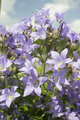 Campanule laiteuse Campanula lactiflora 'Prichard's Variety' 5-10 Pot 9x9 cm (P9)